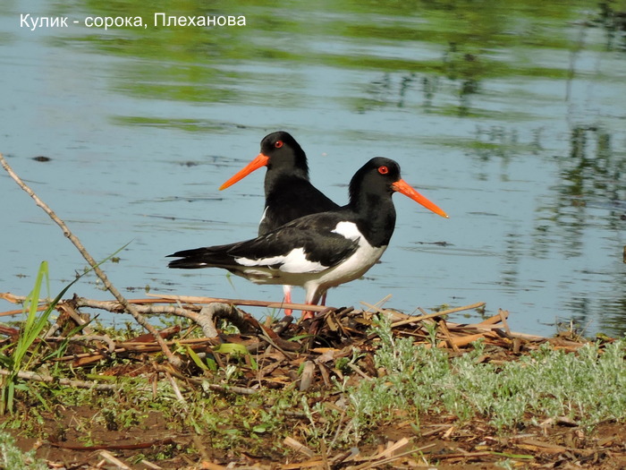 Кулик - сорока, Плеханова Ю.