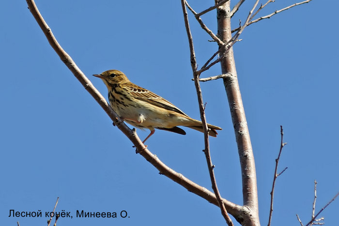 Лесной Конёк, МИнеева О.