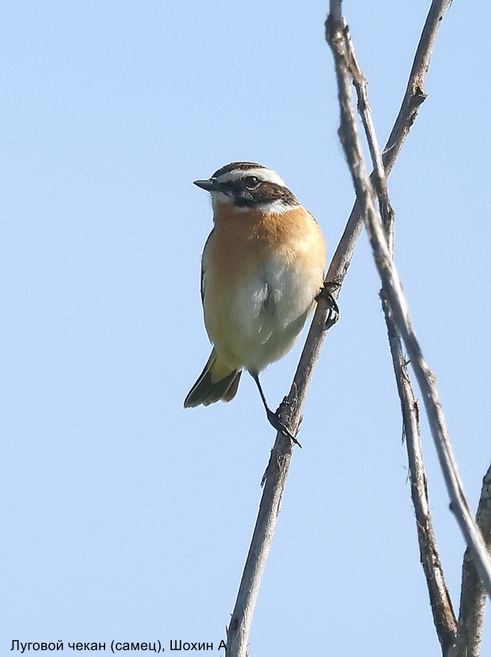 Луговой чекан (самец), Шохин А