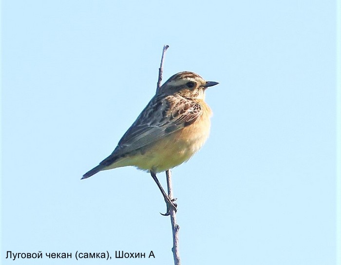 Луговой чекан (самка), Шохин А
