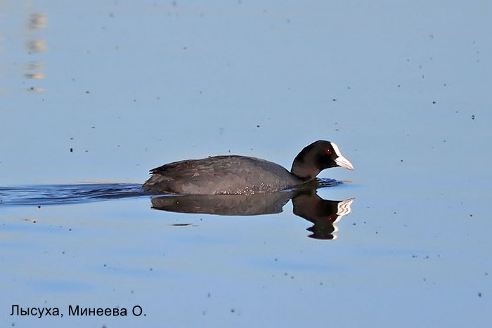 Лысуха, Минеева О.