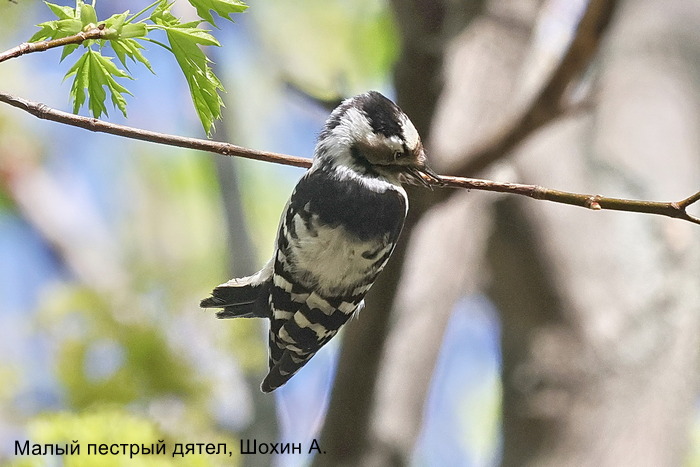 Малый пестрый дятел, Шохин А.
