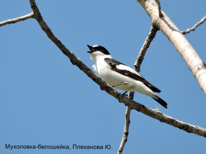 Мухоловка-белошейка, Плеханова Ю.