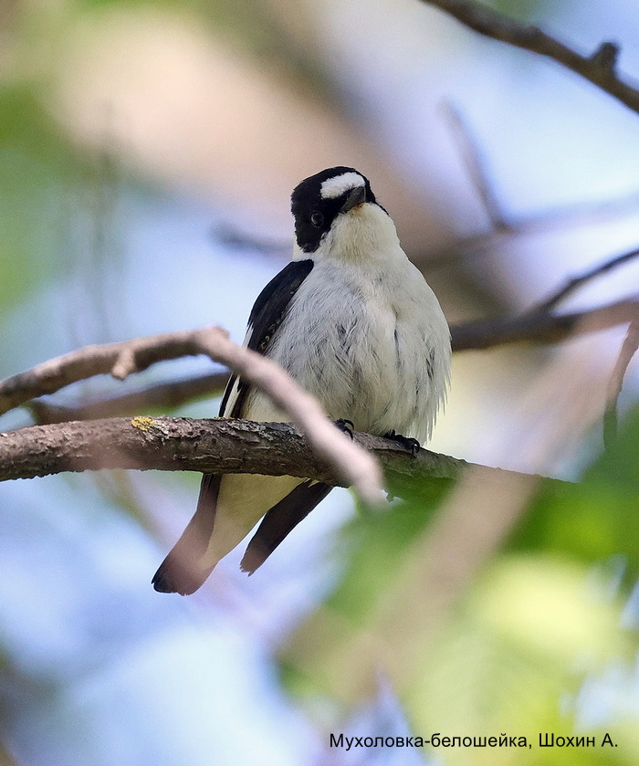 Мухоловка-белошейка, Шохин А. (1)