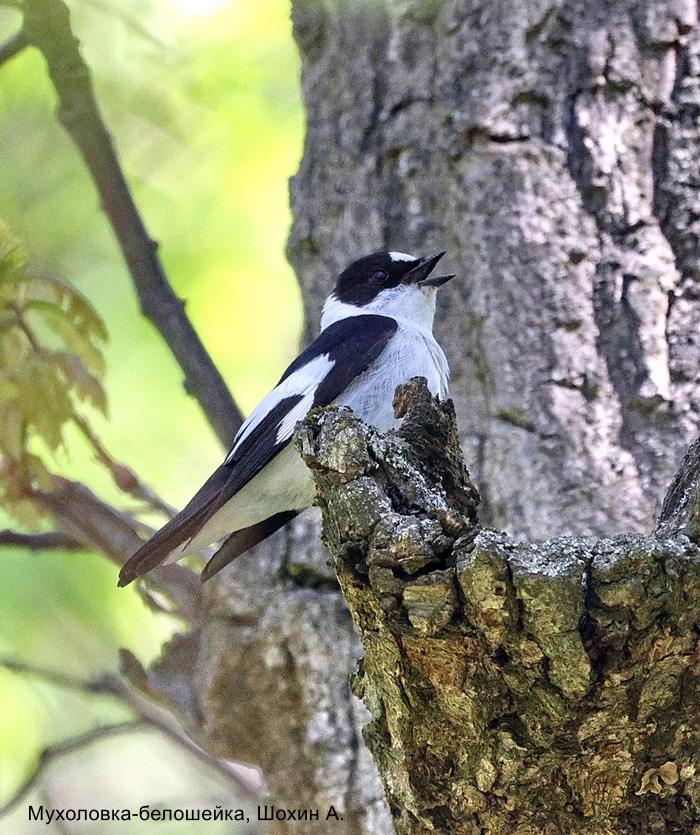 Мухоловка-белошейка, Шохин А. (2)