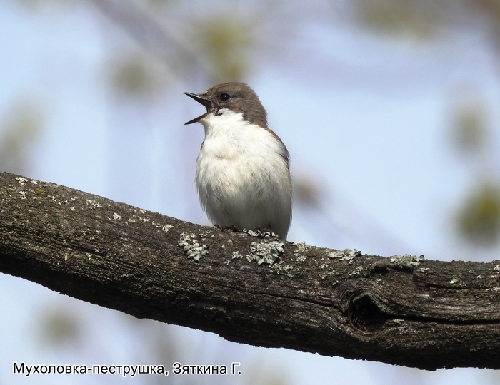 Мухоловка-пеструшка, Зяткина Г.