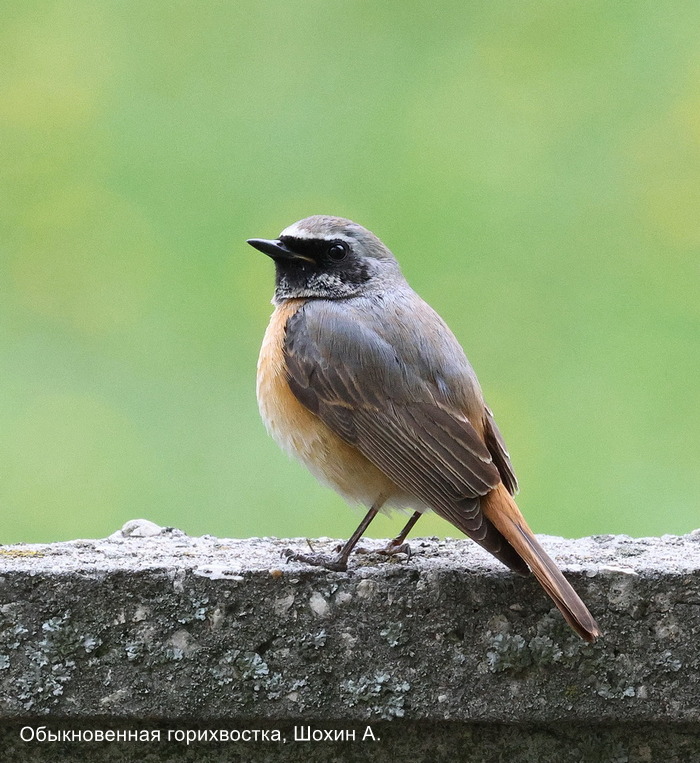 Обыкновенная горихвостка, Шохин А.