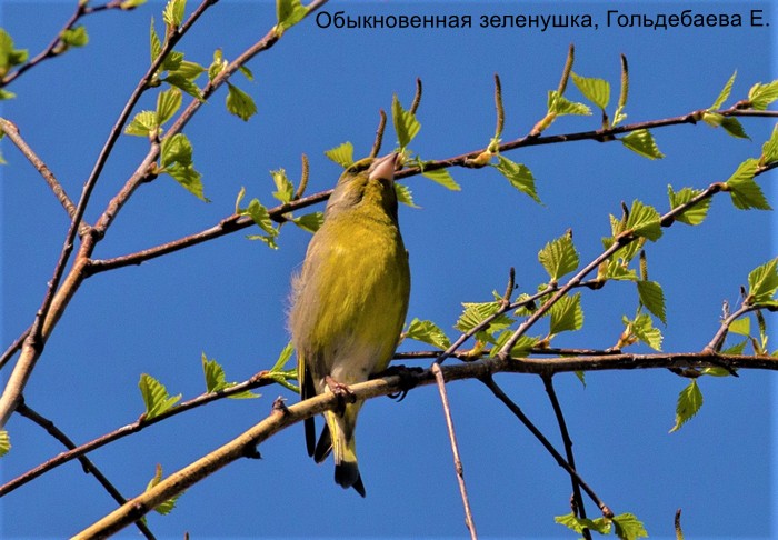 Обыкновенная зеленушка, Гольдебаева Е.