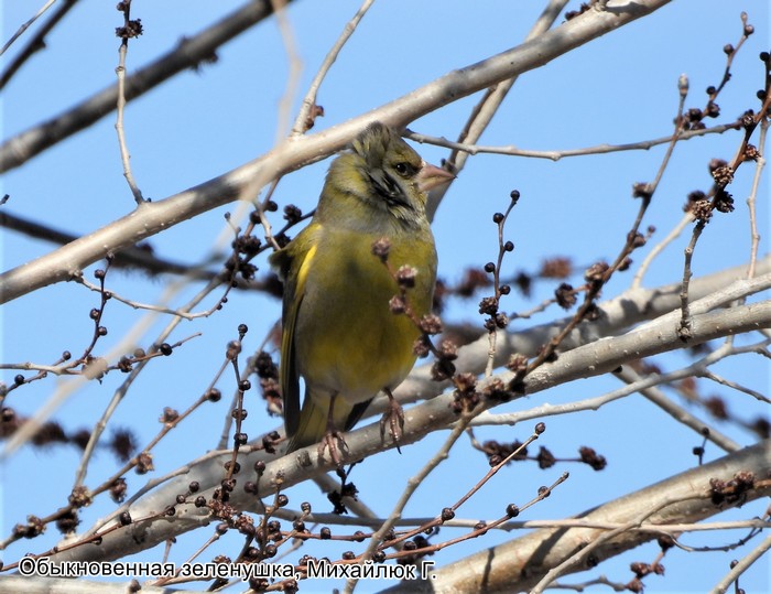 Обыкновенная зеленушка, Михайлюк Г.
