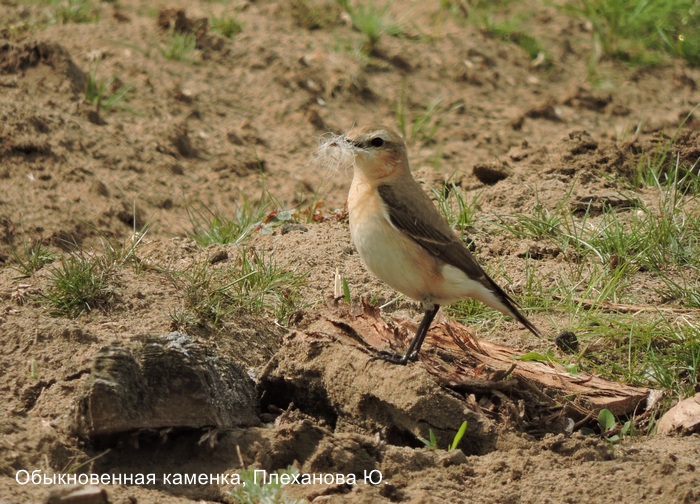 Обыкновенная каменка, Плеханова Ю.