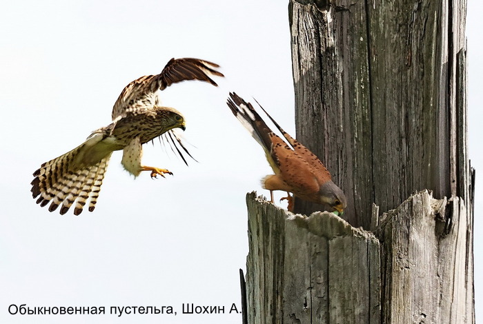 Обыкновенная пустельга, Шохин А.