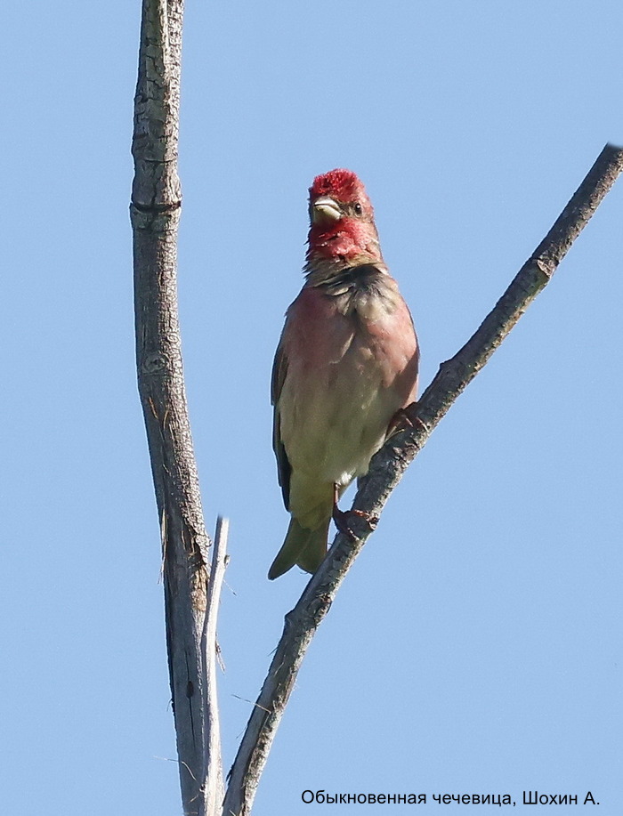 Обыкновенная чечевица, Шохин А.