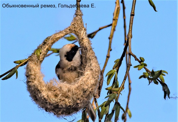 Обыкновенный ремез, Гольдебаева Е.