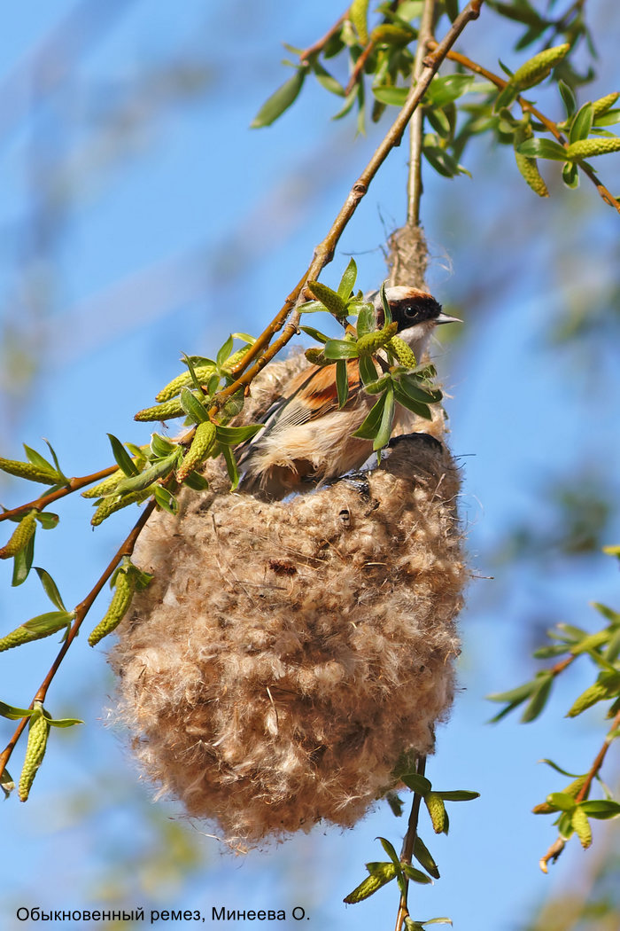 Обыкновенный ремез, Минеева О. (1)