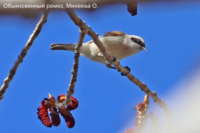Обыкновенный ремез, Минеева О. (2)