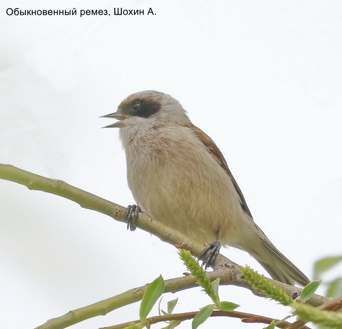 Обыкновенный ремез, Шохин А.