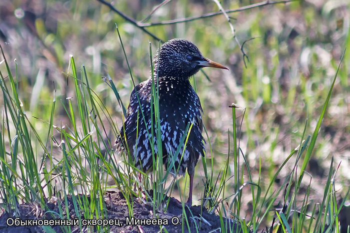 Обыкновенный скворец, Минеева О.