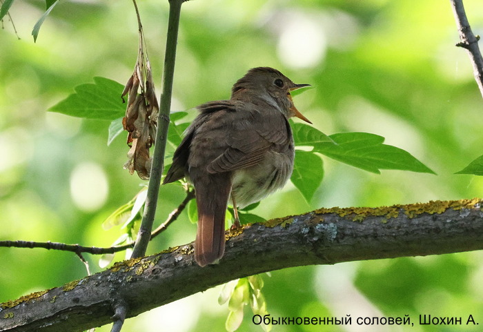 Обыкновенный соловей, Шохин А.