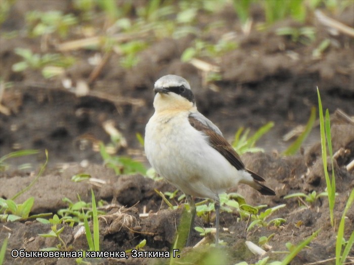 Обыкуновенная каменка, Зяткина Г.