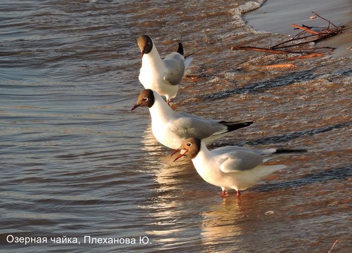 Озерная чайка, Плеханова Ю.