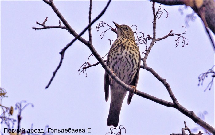 Певчий дрозд, Гольдебаева Е.