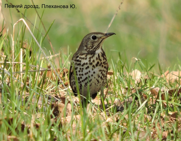 Певчий дрозд, Плеханова Ю.