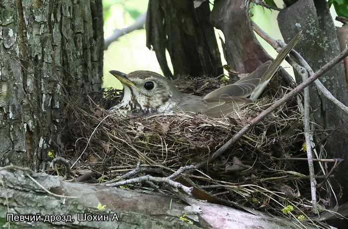 Певчий дрозд, Шохин А.