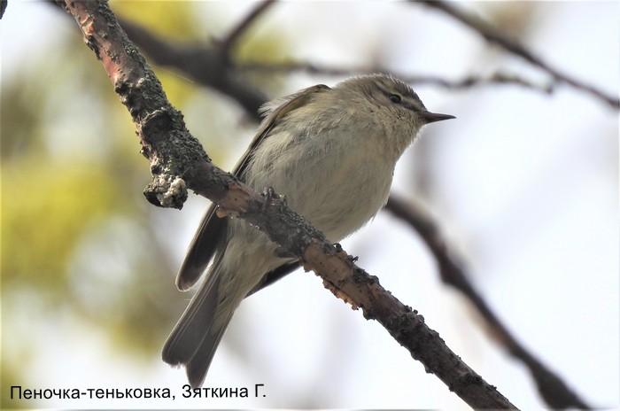 Пеночка-теньковка, Зяткина Г.