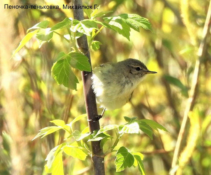 Пеночка-теньковка, Михайлюк Г.