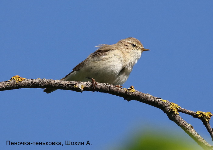 Пеночка-теньковка, Шохин А.