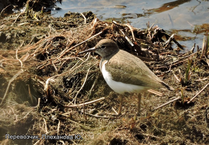 Перевозчик, Плеханова Ю.