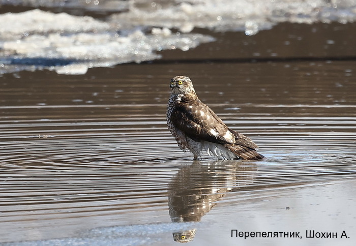 Перепелятник, Шохин А. (1)