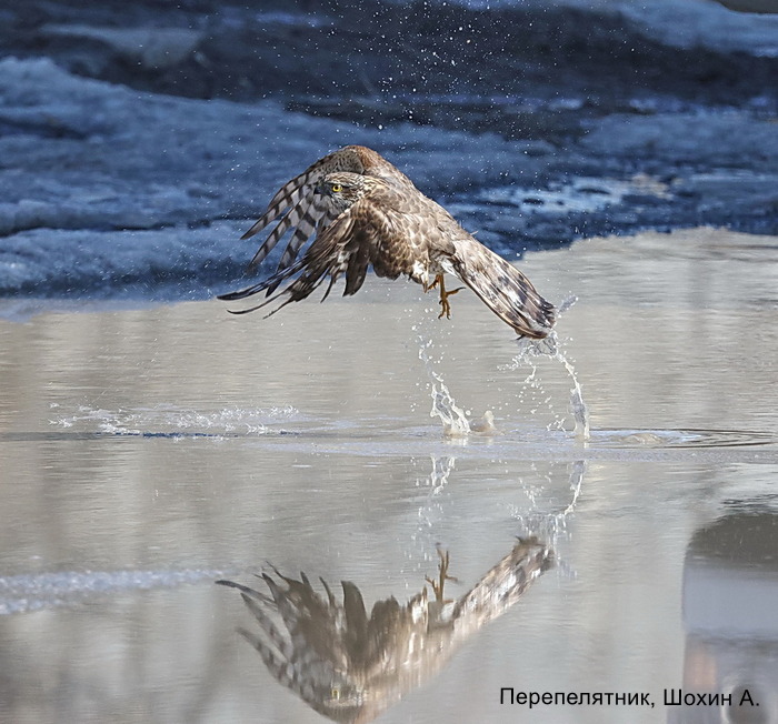 Перепелятник, Шохин А. (2)