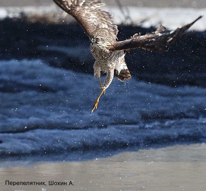 Перепелятник, Шохин А. (3)