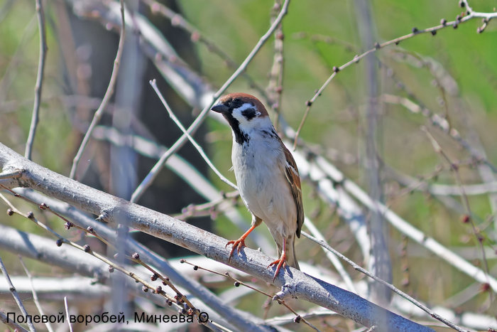 Полевой воробей, Минеева О.