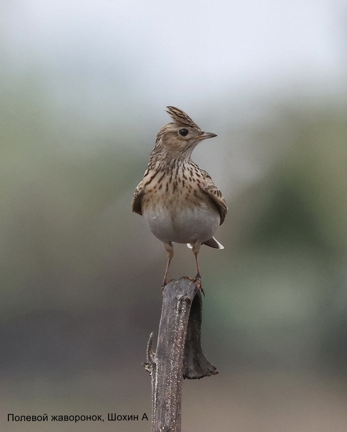 Полевой жаворонок, Шохин А.