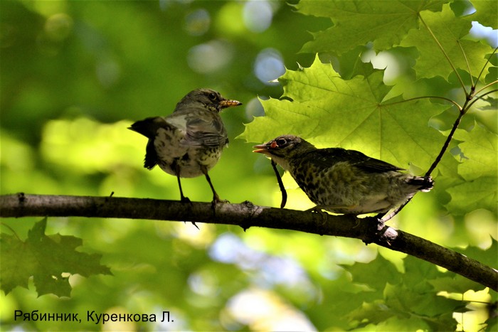 Рябинник, Куренкова Л.