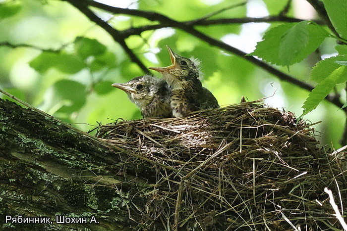 Рябинник, Шохин А (1)
