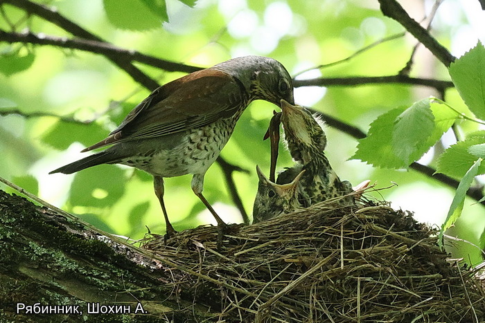 Рябинник, Шохин А (2)