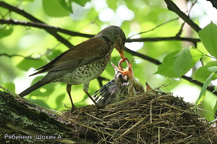 Рябинник, Шохин А (3)