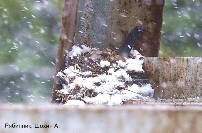 Рябинник, Шохин А. (1)