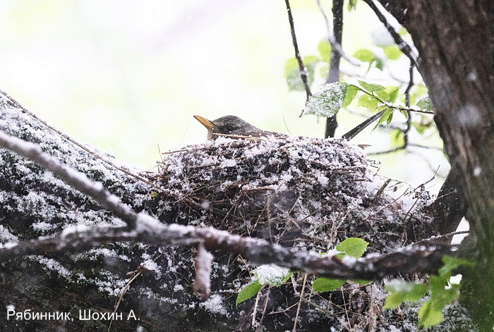 Рябинник, Шохин А. (2)
