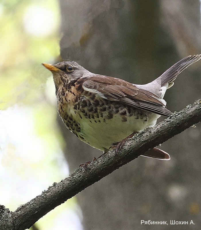 Рябинник, Шохин А.