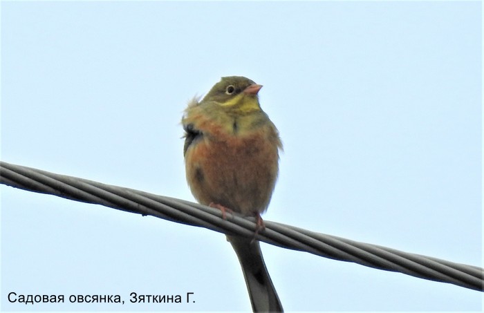 Садовая овсянка, Зяткина Г.