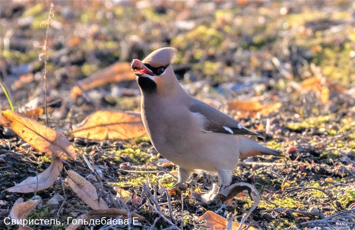 Свиристель, Гольдебаева Е.