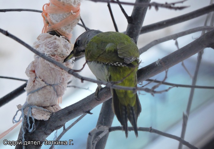 Седой дятел, Зяткина Г.