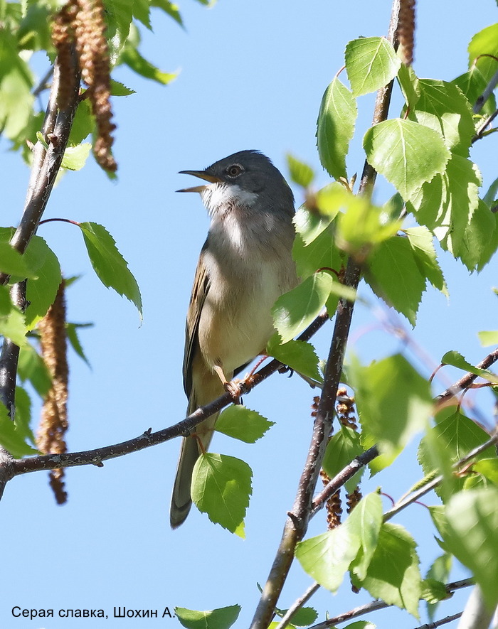 Серая славка, Шохин А.