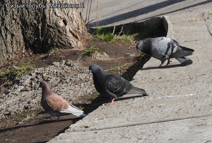 Сизый голубь, Михайлюк Г.