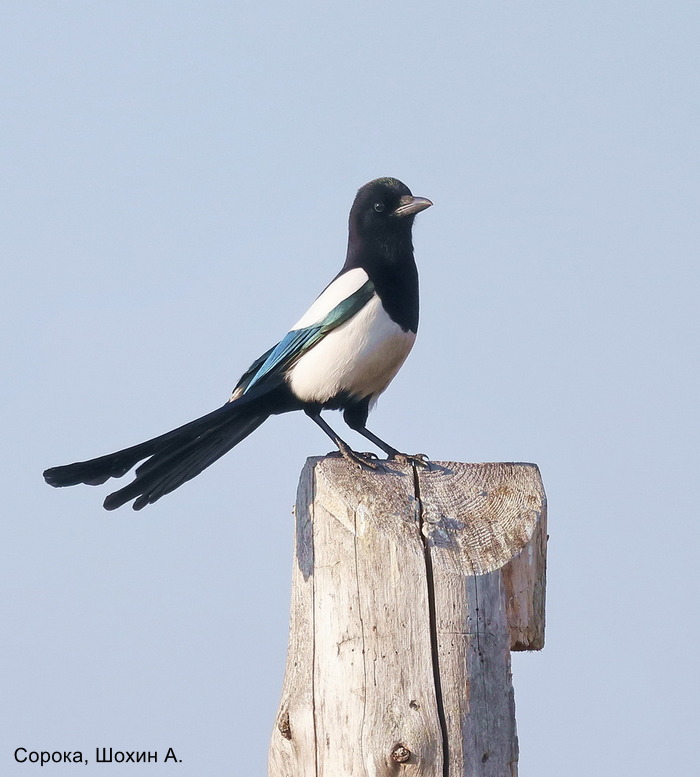 Сорока, Шохин А.