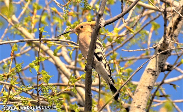 Удод, Гольдебаева Е.
